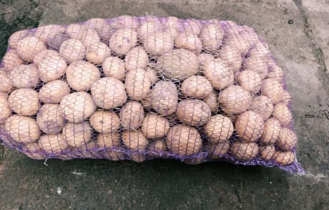 Продам картофель Ривьера посадочный 2 га репродукция