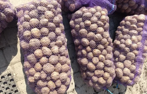 Продам картофель Ривьера
