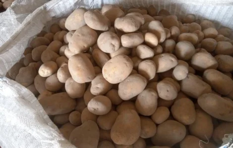 Продам товарну картоплю в біг-бегах 1000 кг. Ціна з ПДВ