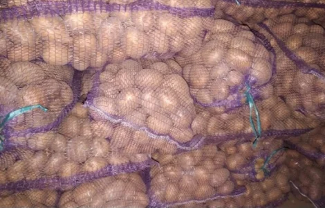 Продам семенной картофель ручной переборки: коломбо