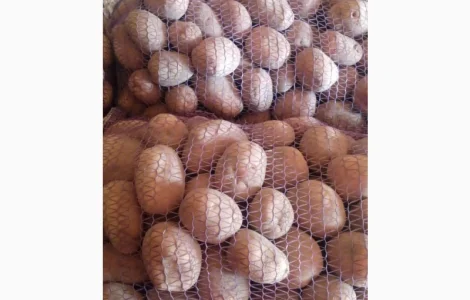 Продам картоплю