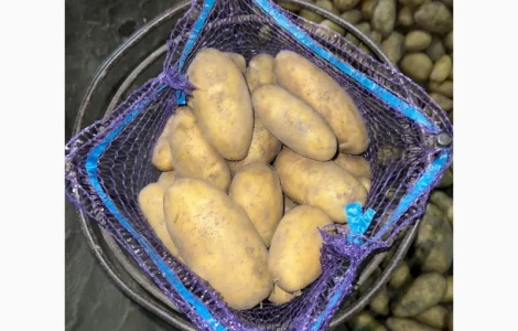 Продам картофель сорт Гранада с песка