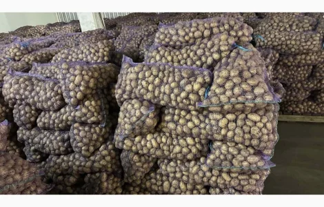 Продам семенну картоплю відмінної якості сорт Рів'єра