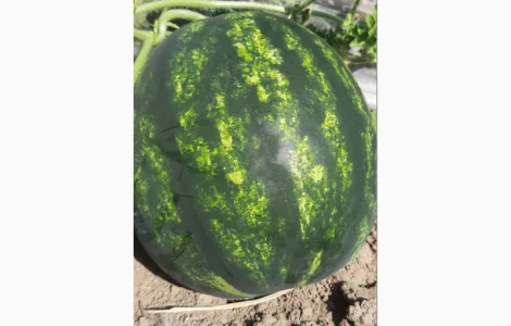 Арбузы оптом 2025 - от 1 тонны | Прямые поставки с Измаила