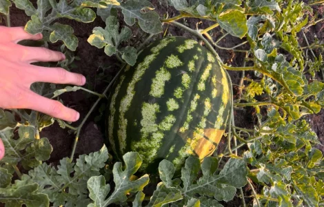 Кавун сорт Продюсер в продаже