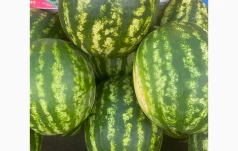 Кавун оптом на продаж