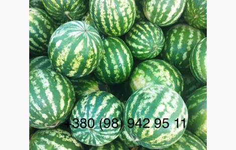 Сладкий арбуз на продажу