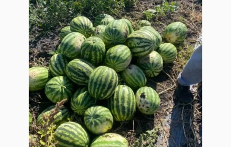Продається солодкий кавун оптом