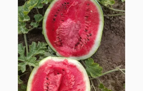 Продам кавун сортів "Користан" і "Арашан"