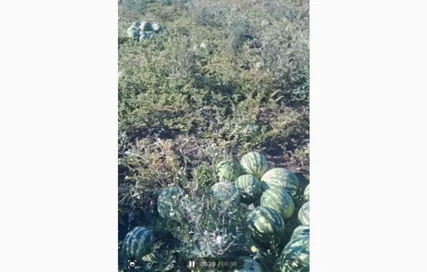 Куплю кавун сорт Продюсер