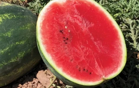 Кавун Туреччина гурт - продаж від 10 тонн