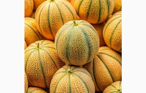 Продажа насіння дині Ефіопка