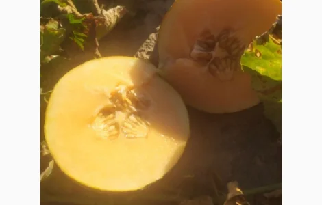 Диня сорт Єфіопка