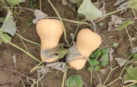 Гарбуз Матильда на переробку