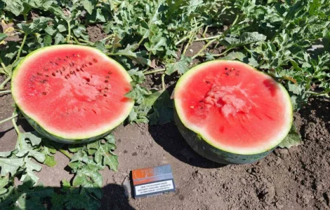 Продаю стиглі кавуни і дині