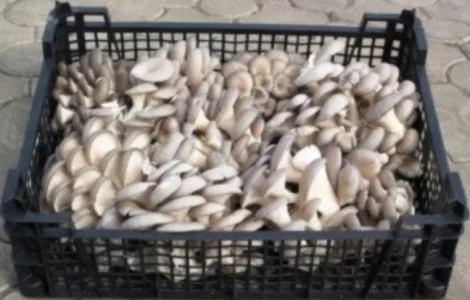 Продам гриб вешанка