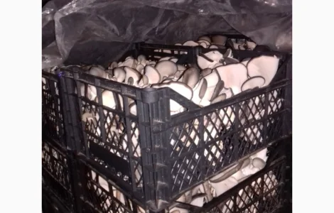 Гриби вешенка