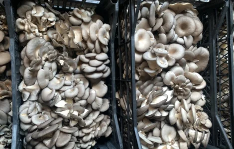 Продам гриб глива