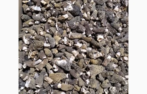 Продам сморчкі сушені