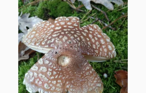 Мухомор пантерний