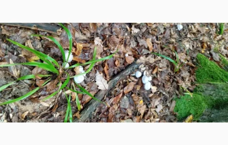 Продам мухомори сушені