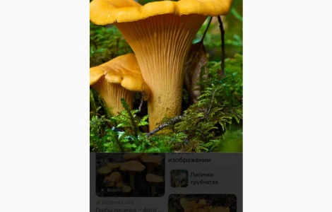 Куплю білі і лисичьку сушену