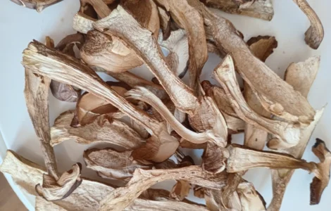 Продам підберезник сушений