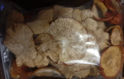 Мухомор сушений