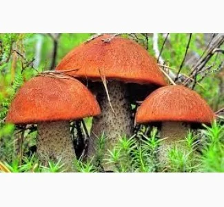 Гриби підосиновики