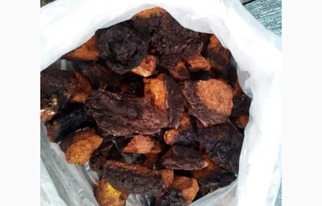 Продам (гриб) Чагу березову