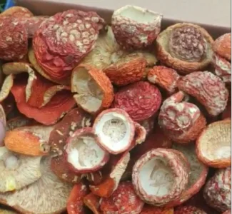 Продам мухомор червоний сушений