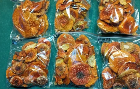 Продажа мухомора червоного 1-2 сорта