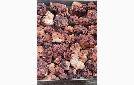 Продам гриб строчок(рядок) сухий