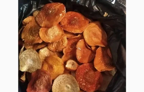 Відкриті шляпки червоного мухомора