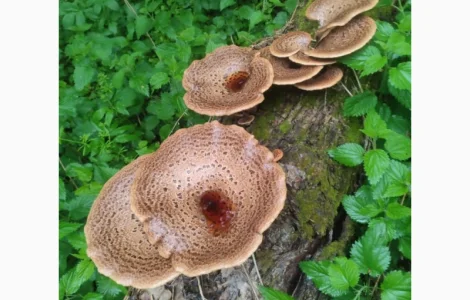 Продам трутовик лускатий