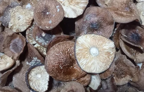 Пантерний мухомор