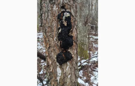 Продам ЧАГУ