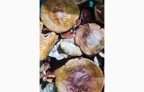 Мухомор 3 сорт збір 25 року