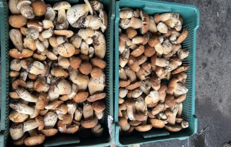Продаю замороженный белый гриб 1 сорта