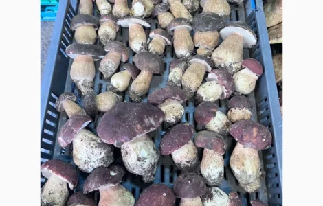 Куплю білий гриб