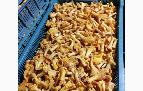 Продаж замороженої бланшованої лисички