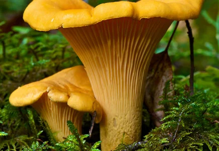 Продам лисичку морожену