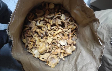 Лисички замороженные на продажу