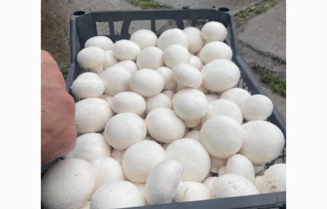 Продаж печериць