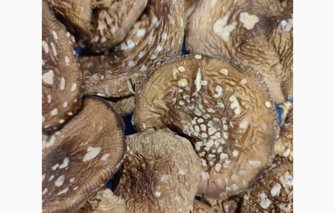 Продам пантерний мухомор