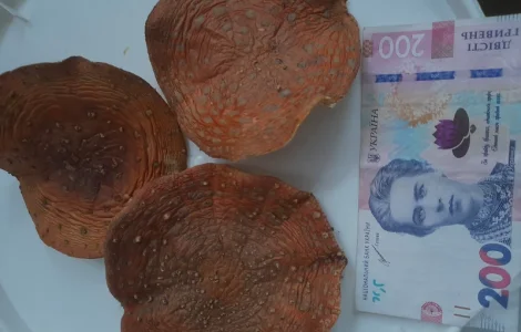 Шапочки мухомора для продажи