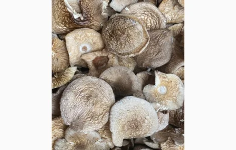 Пантерний 2025-го року збір