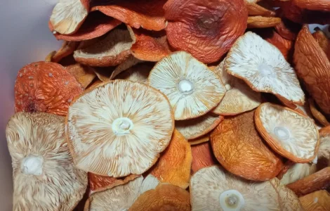 Мухомор високої якості на продаж