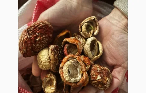 Мухомор красный продажа