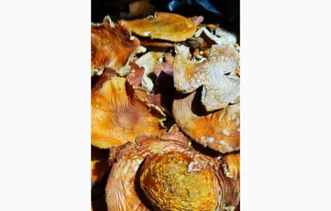 Мухомор свіжий 25 року